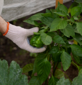 Структура качества Семяныча: как работает сервис, в котором уверенность идёт впереди покупок